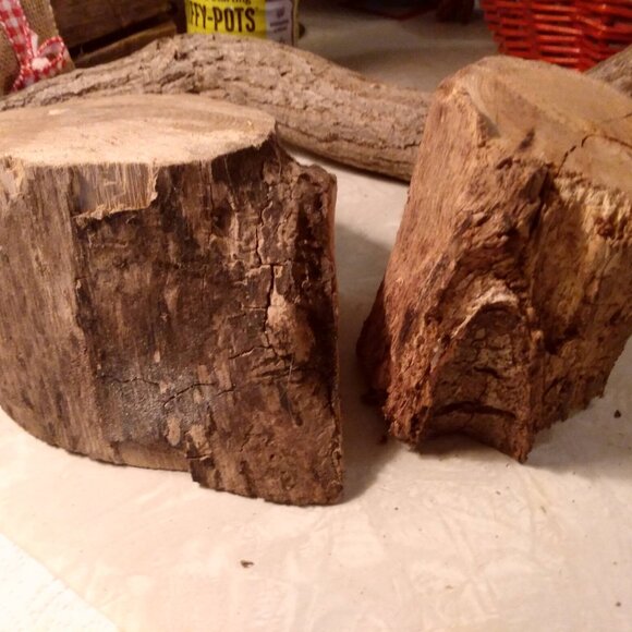 Two Small Real Wood Tree Stumps Fairy Garden Gnome Village Rustic Accent - Picture 11 of 11